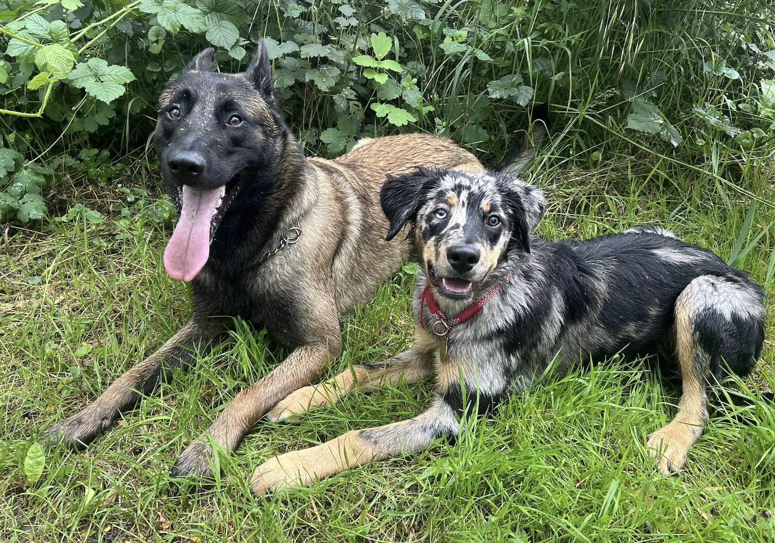 uri-rex-chien