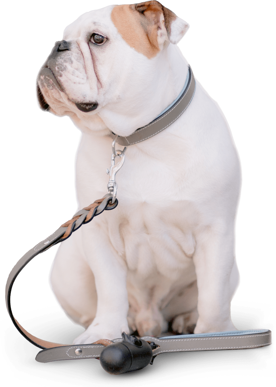 dog-walker-15 harry-image