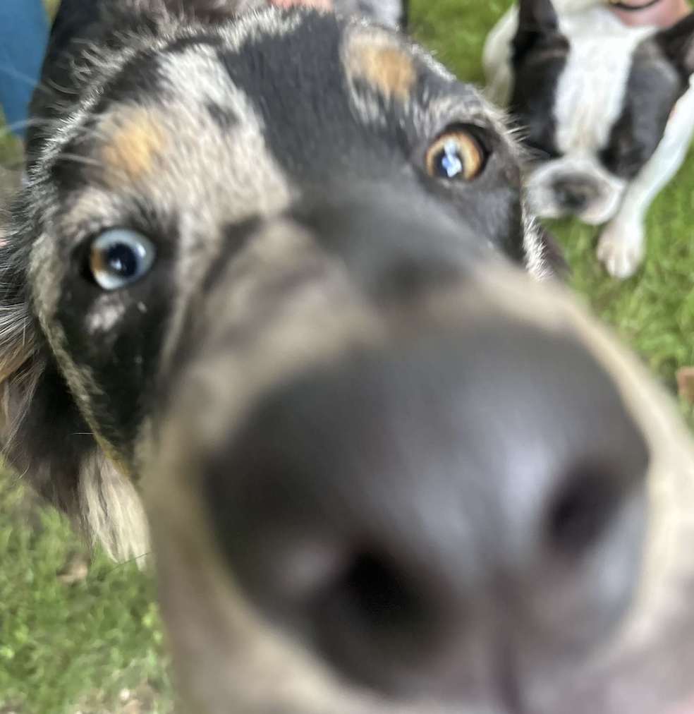 chien-zoom chien-zoom